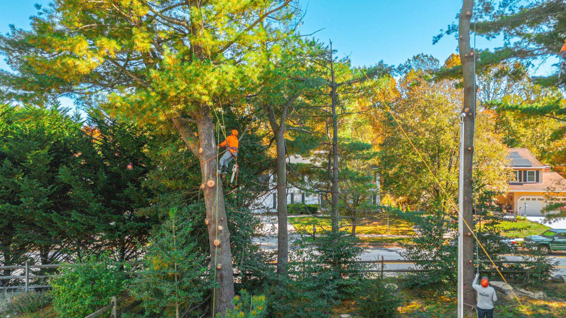 Arborist in orange outfit cutting a tree, another worker below. Trees and houses in the sunny background.