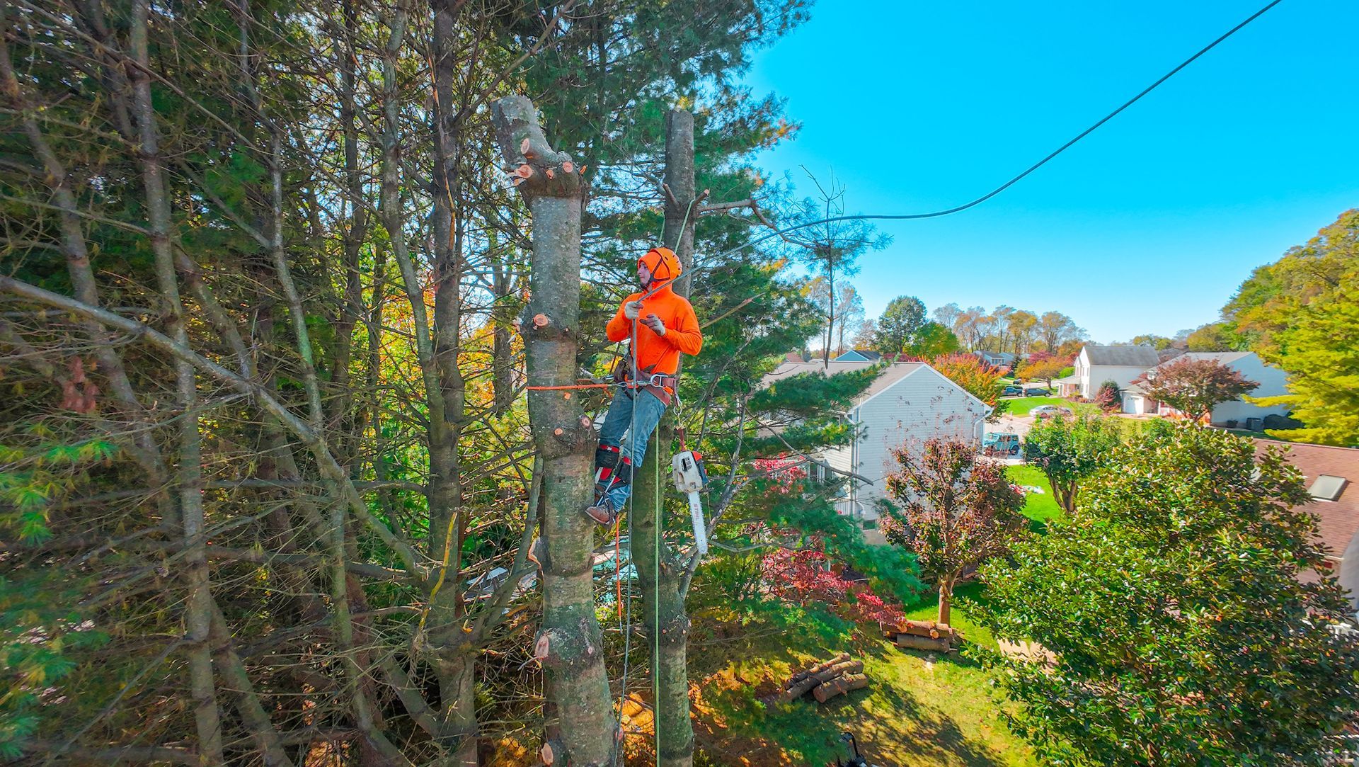 Arborist in orange climbing gear cutting a tree, with houses and blue sky in background.