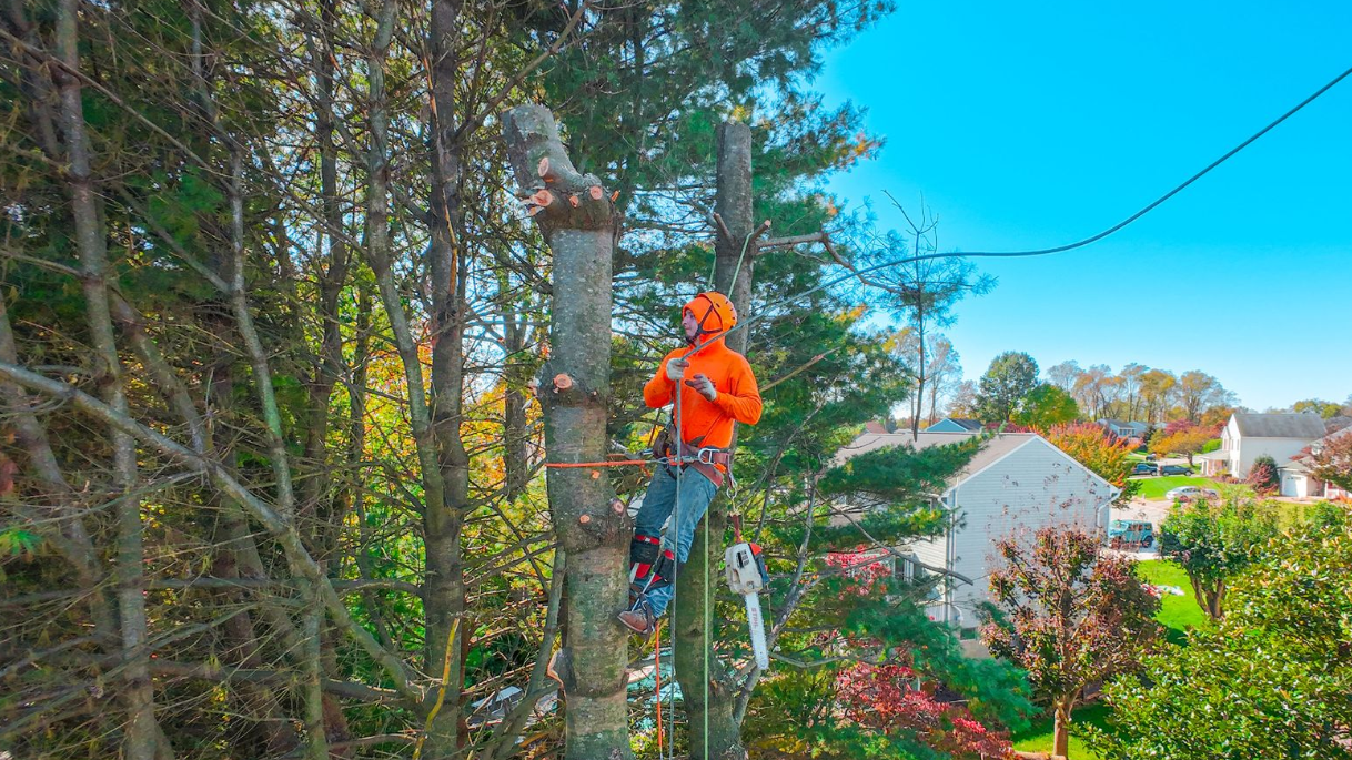 Arborist in orange shirt and helmet cuts a tree branch on a sunny day. Houses and trees are in the background.