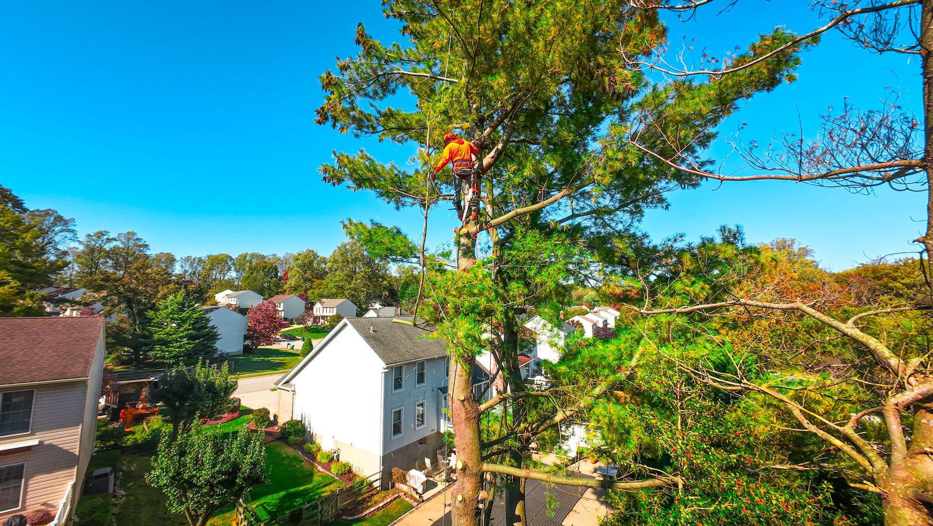 A tree service worker in an orange vest is trimming a tall tree in a residential neighborhood.