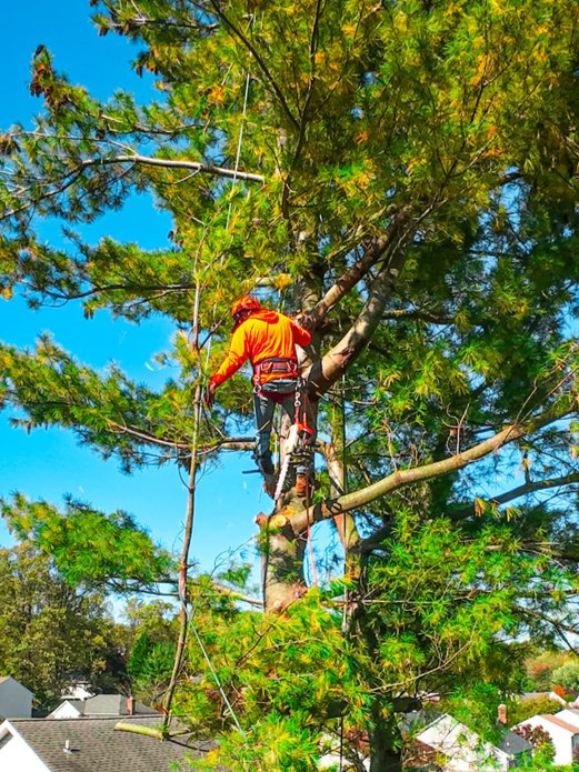 Arborist in orange gear, secured by ropes, trims a tall tree under a blue sky.