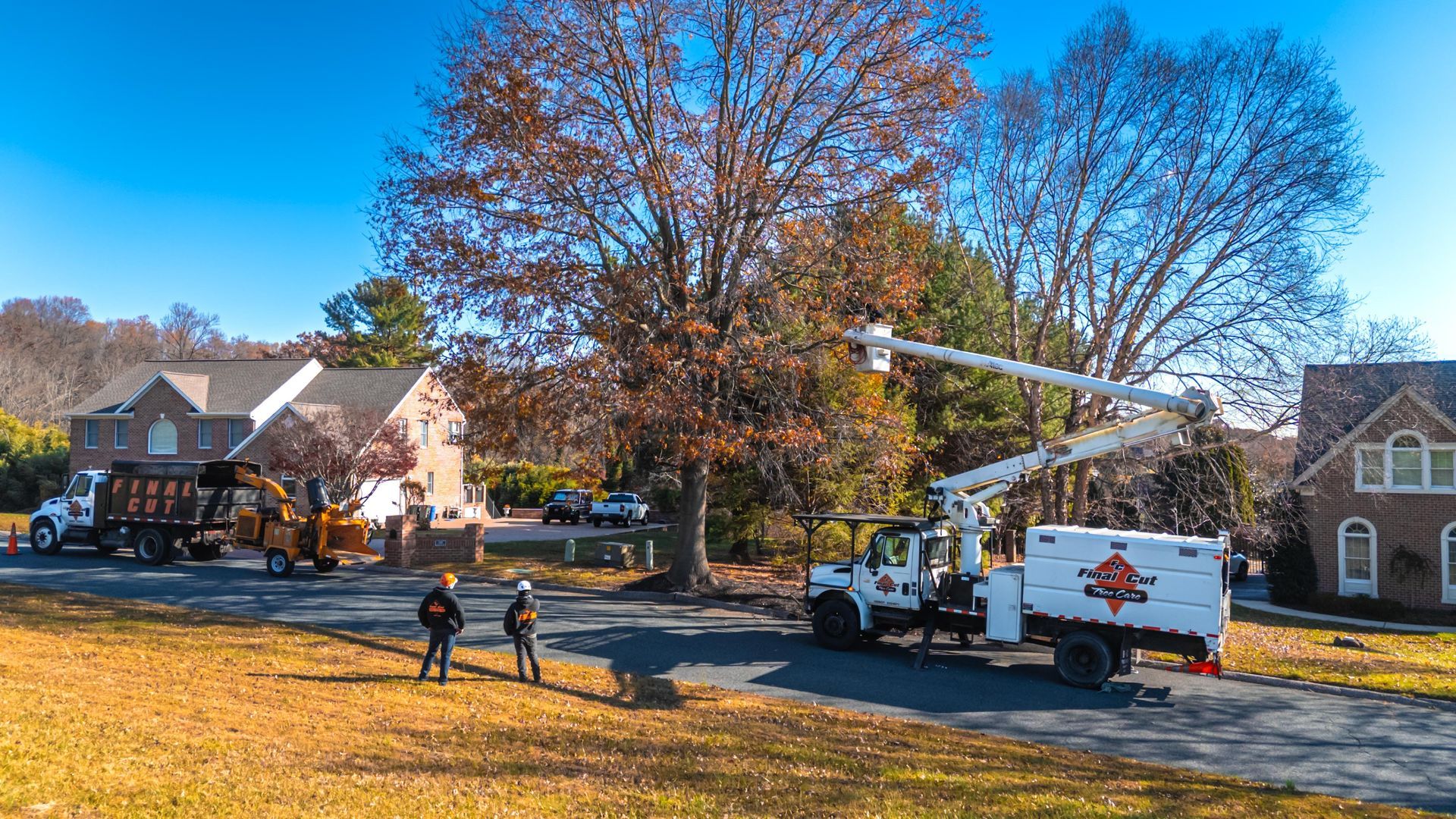 Tree service vehicles and workers trimming a tree in a residential area. Sunny day, fall foliage.