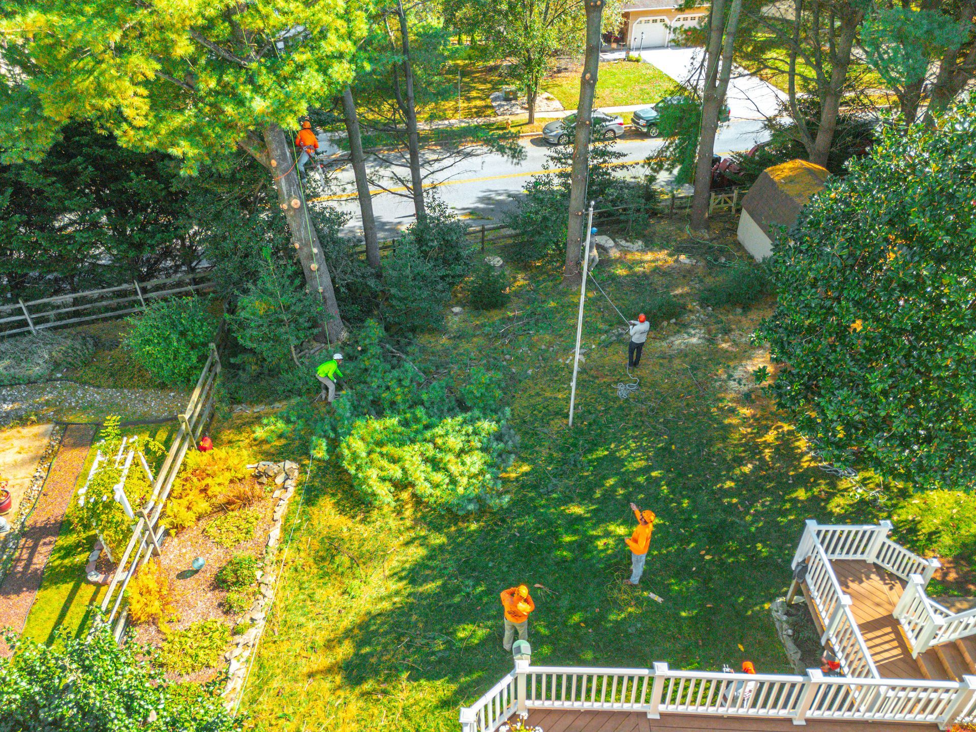 Tree service crew trimming a tree in a residential yard. Crew members in orange vests, lawn, garden and house visible.