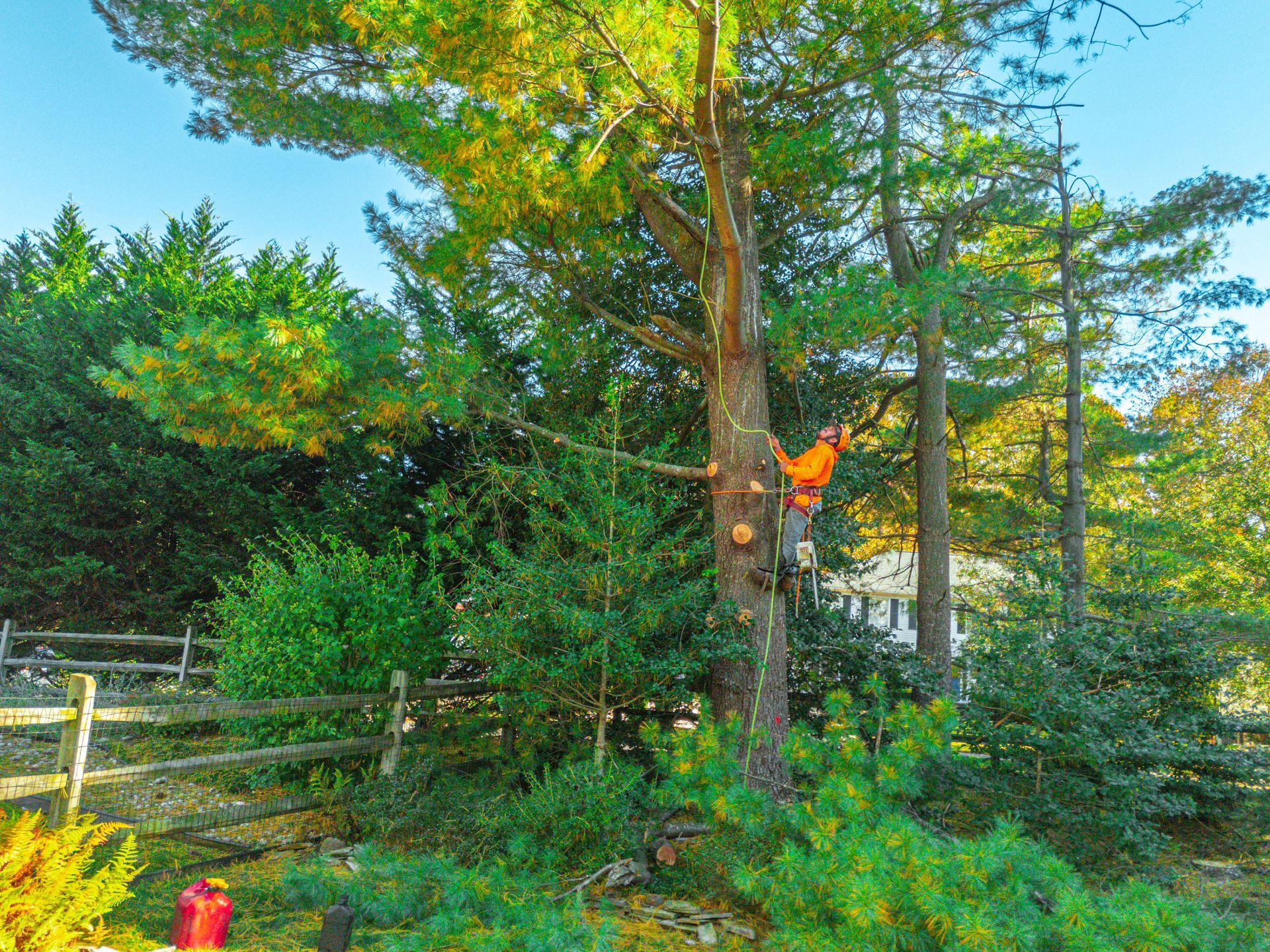Arborist in orange climbing a tall tree, cutting branches. Outdoors, sunlight, trees, wooden fence.