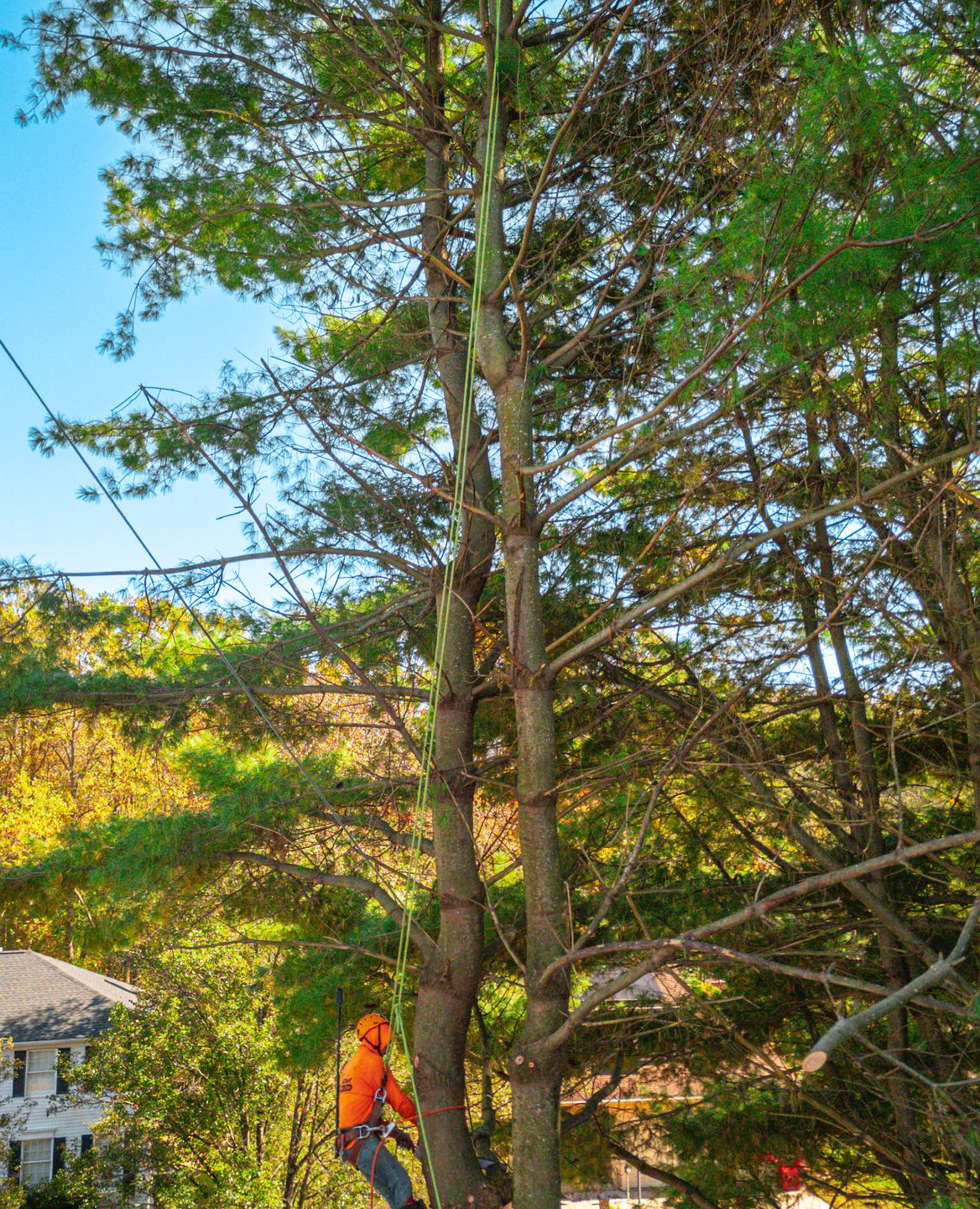 An arborist in a bright orange safety vest suspended in a tall evergreen tree, performing tree pruning.