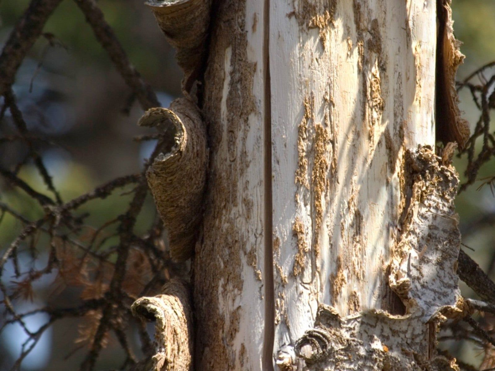 Close-up of weathered tree trunk, textured bark with a wasp nest attached.