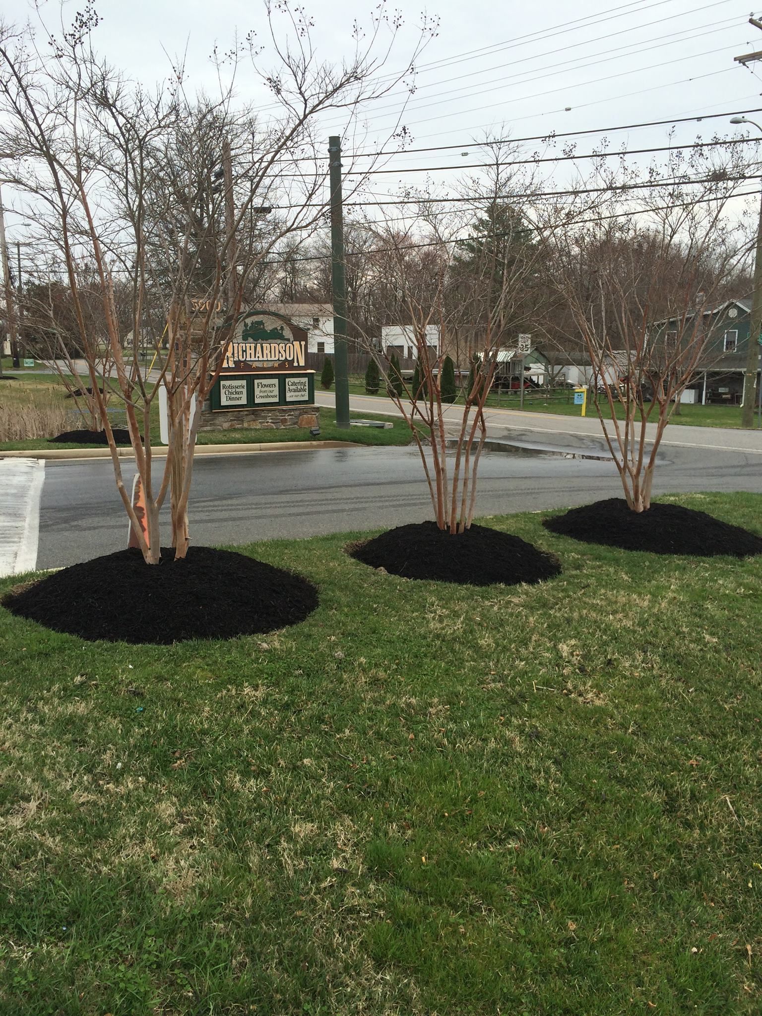 Three young trees with reddish bark, mulched at their base, on a grassy lawn in front of a street.