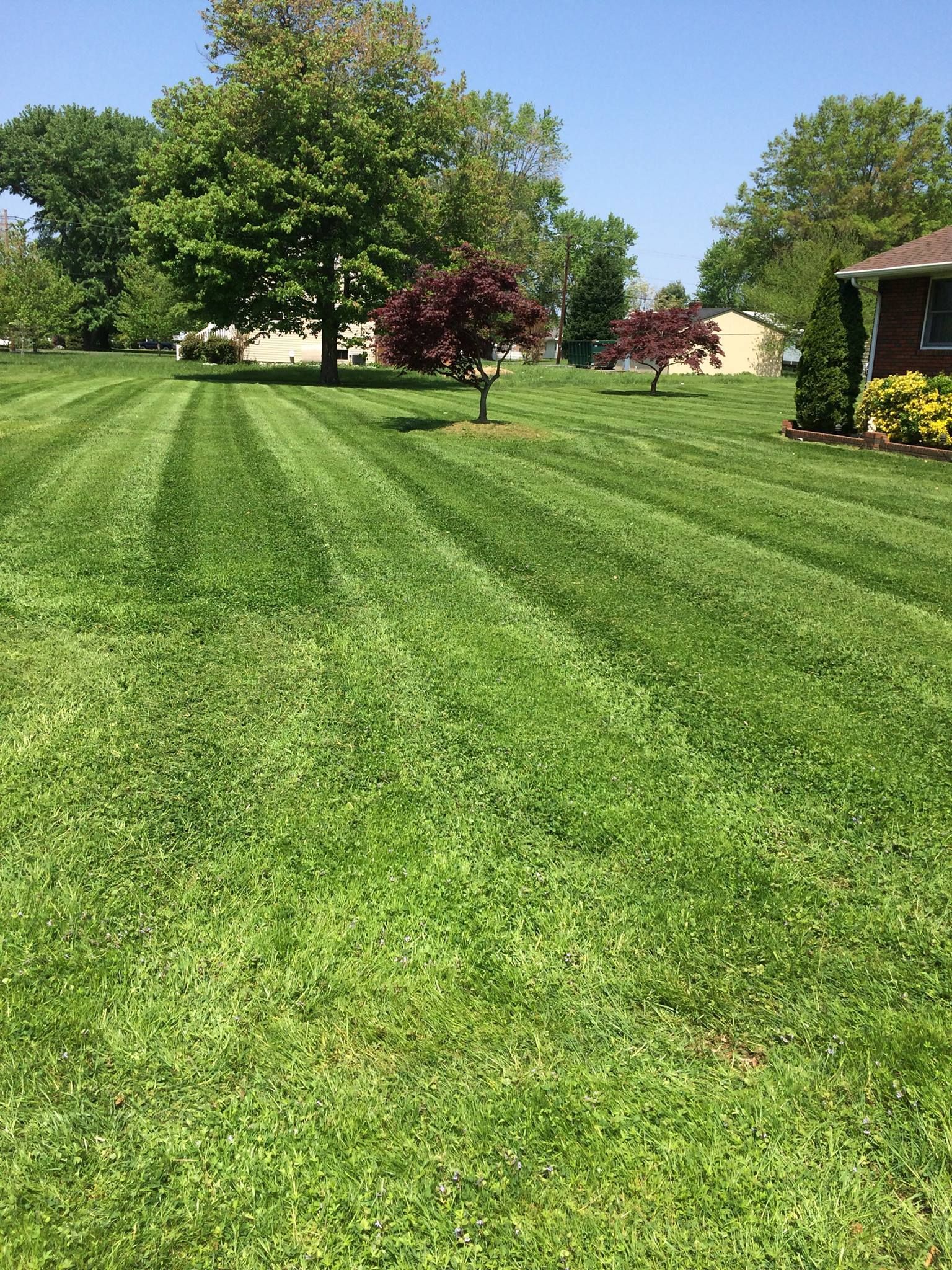 Lawn with freshly cut stripes. Trees and a house in the background on a sunny day.