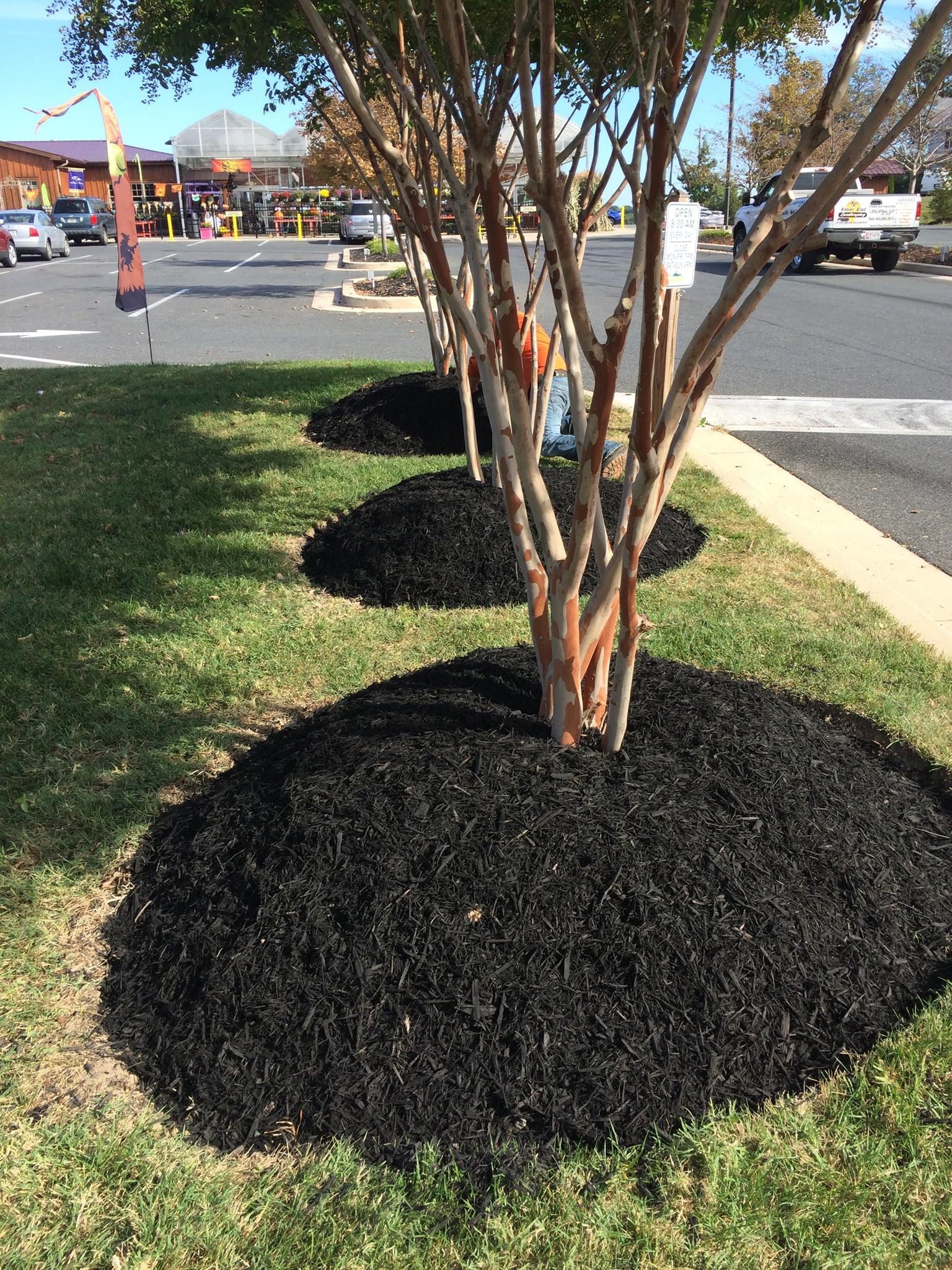 Trees with brown trunks and dark mulch rings in a grassy area, with a store in the background.
