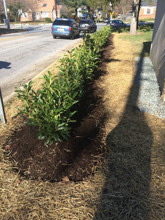 Line of green bushes along a road, with cars passing and a sidewalk.