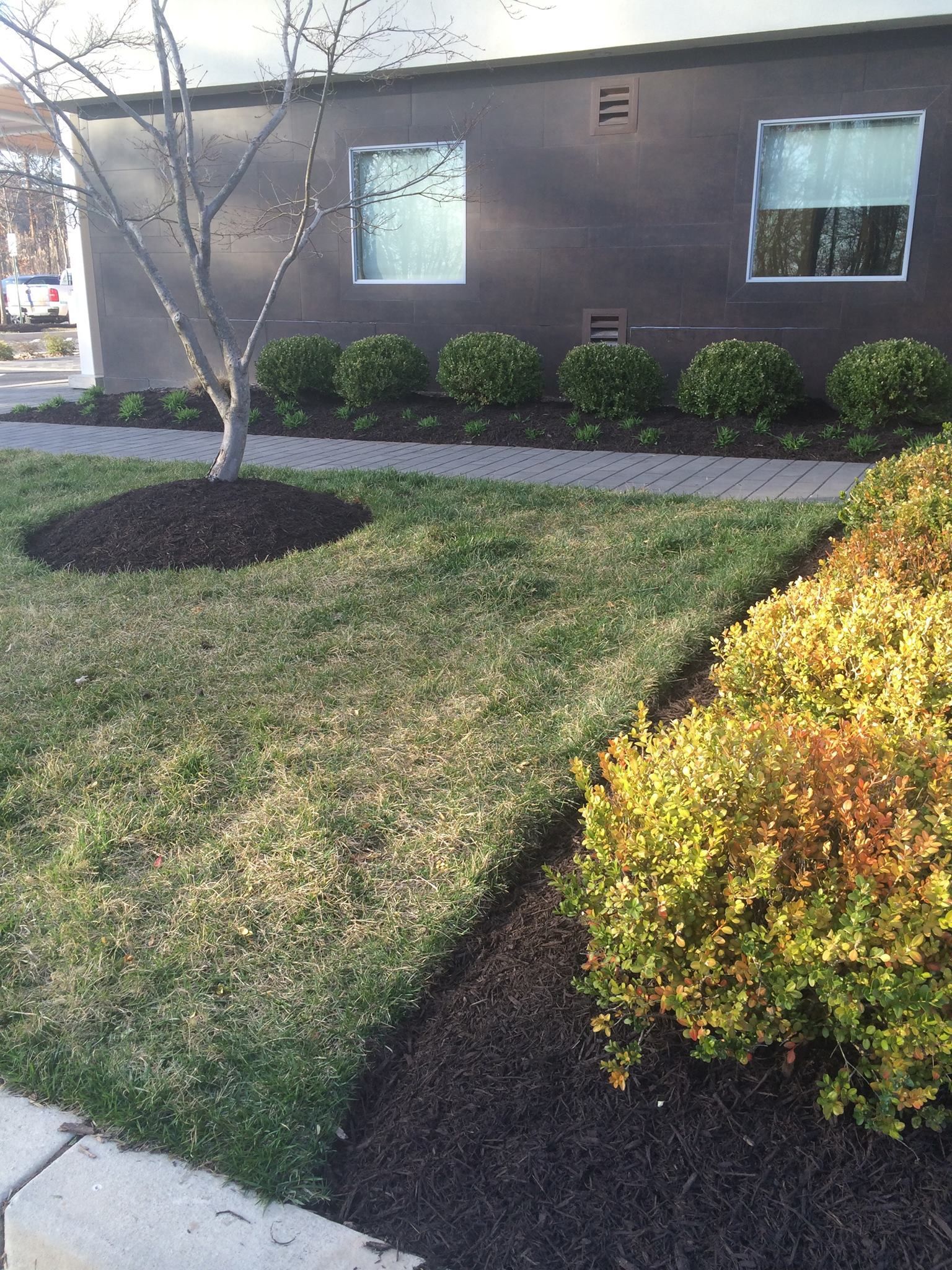 Lawn with a row of green bushes, a small tree, and a dark brown building in the background.
