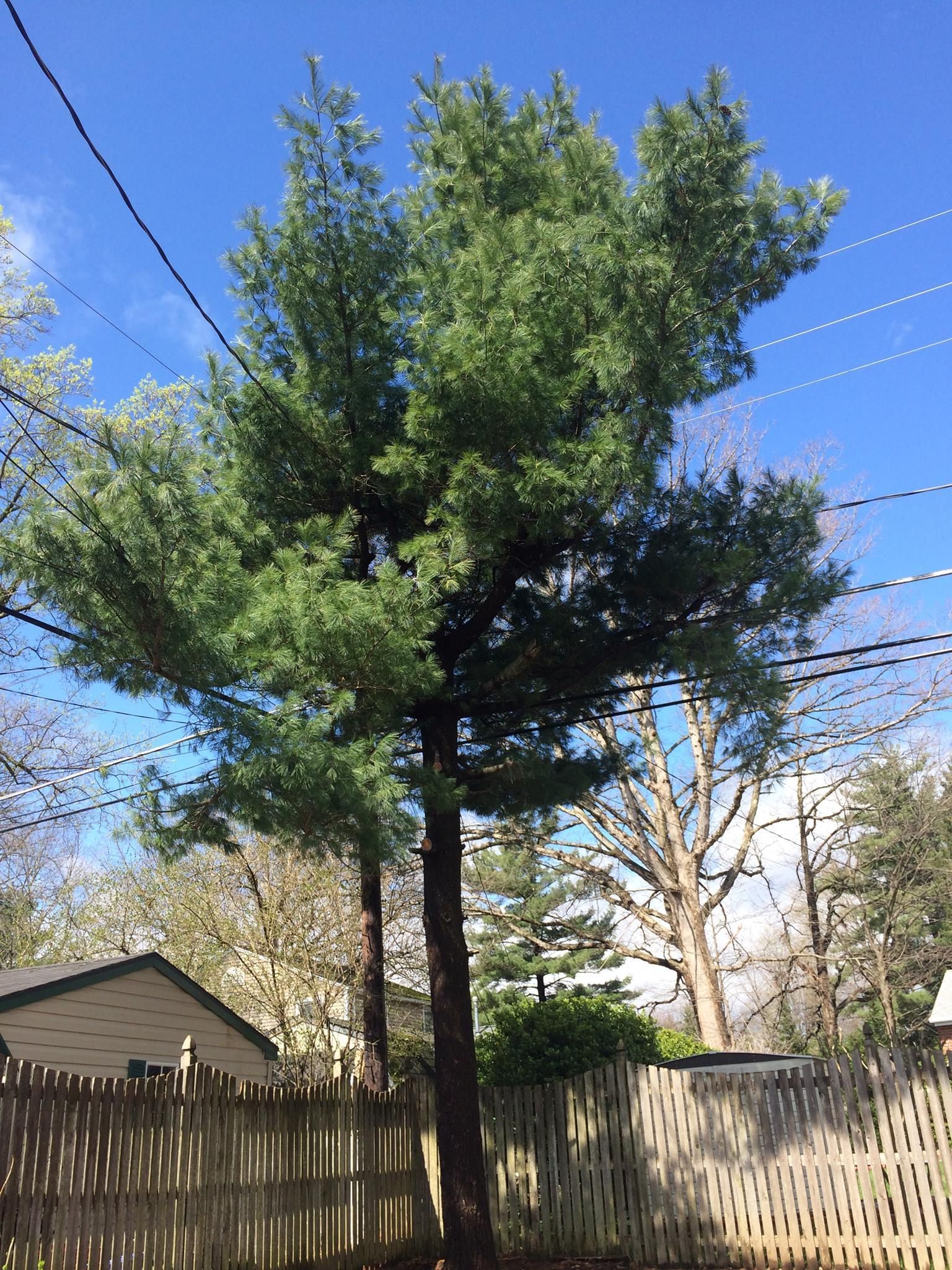 Tall pine tree with green foliage, brown trunk, in a yard behind a wooden fence, with power lines above.