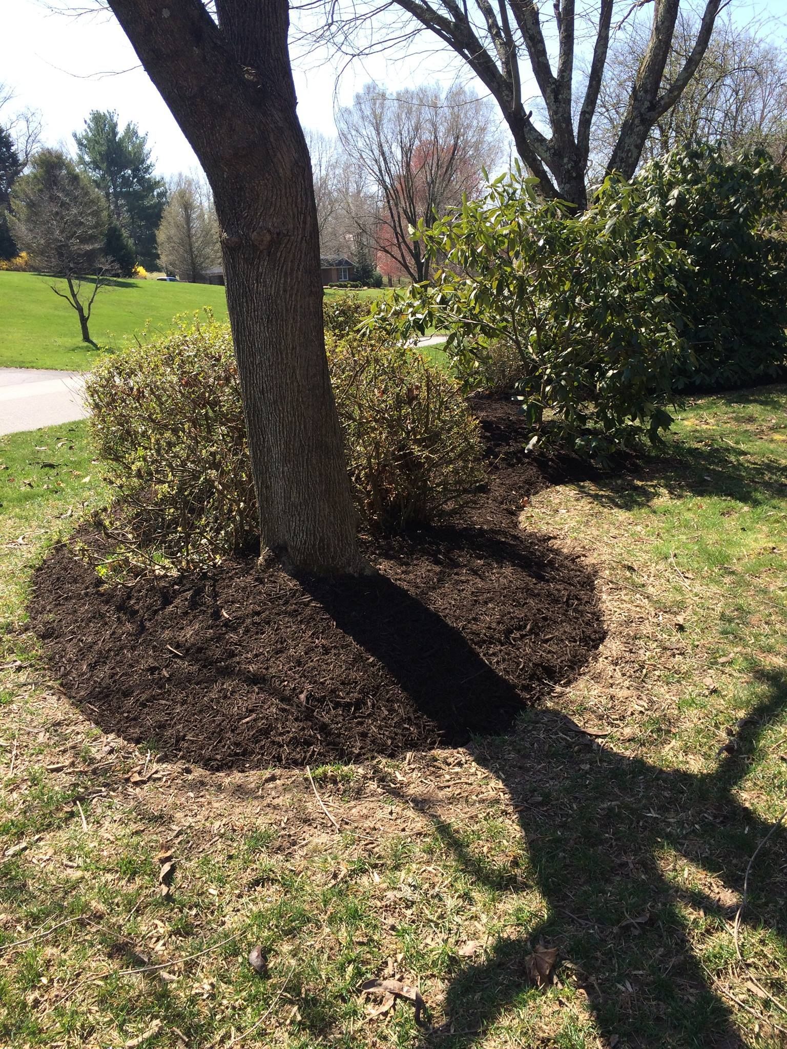 Tree trunk surrounded by dark mulch, with green bushes and grass, sunny day.