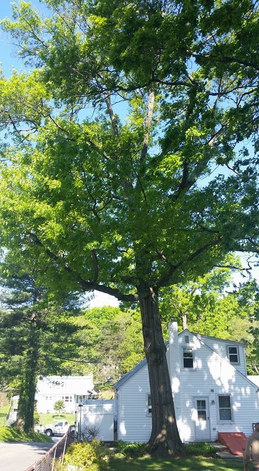 Tall tree next to a white house with a blue sky background.