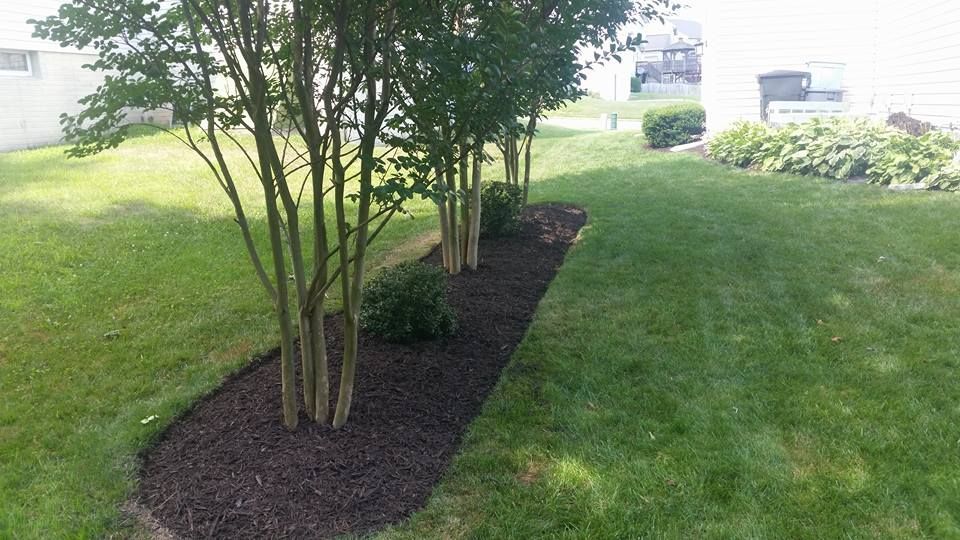 Row of young trees planted in a mulched bed along a green lawn.