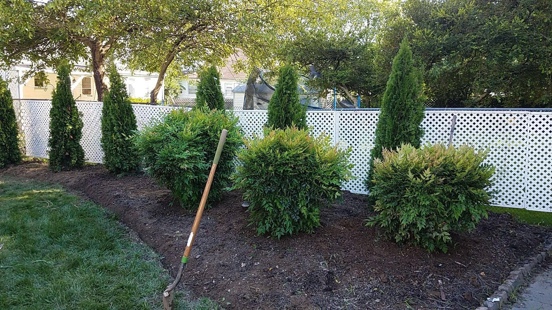 A garden bed with green shrubs and tall, conical trees in front of a white lattice fence.