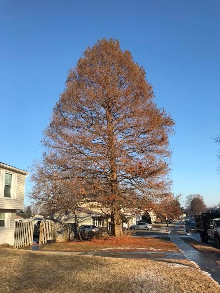 Tall tree with brown leaves in front of homes on a sunny day.
