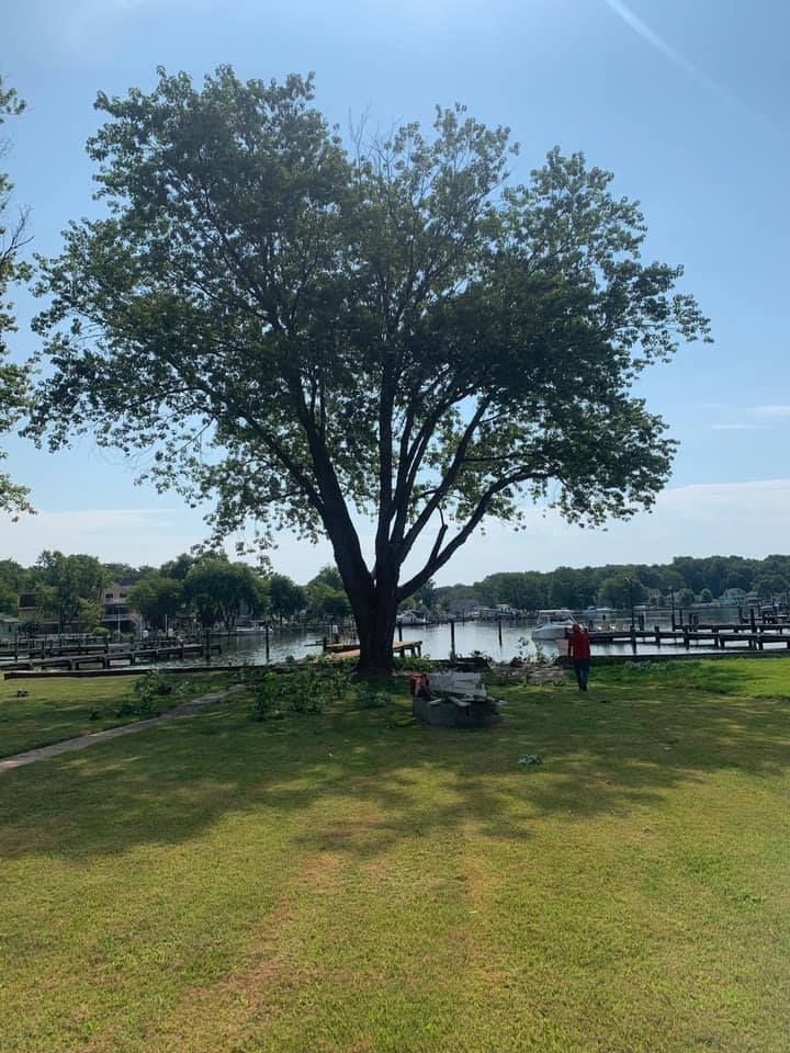 A large tree stands on a grassy area, with a harbor and docks in the background under a blue sky.