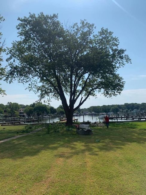 Tree on grassy bank, person near water and docks on sunny day.