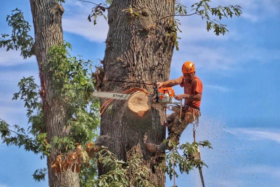 Arborist cutting tree trunk with chainsaw, wearing safety gear, set against a blue sky.