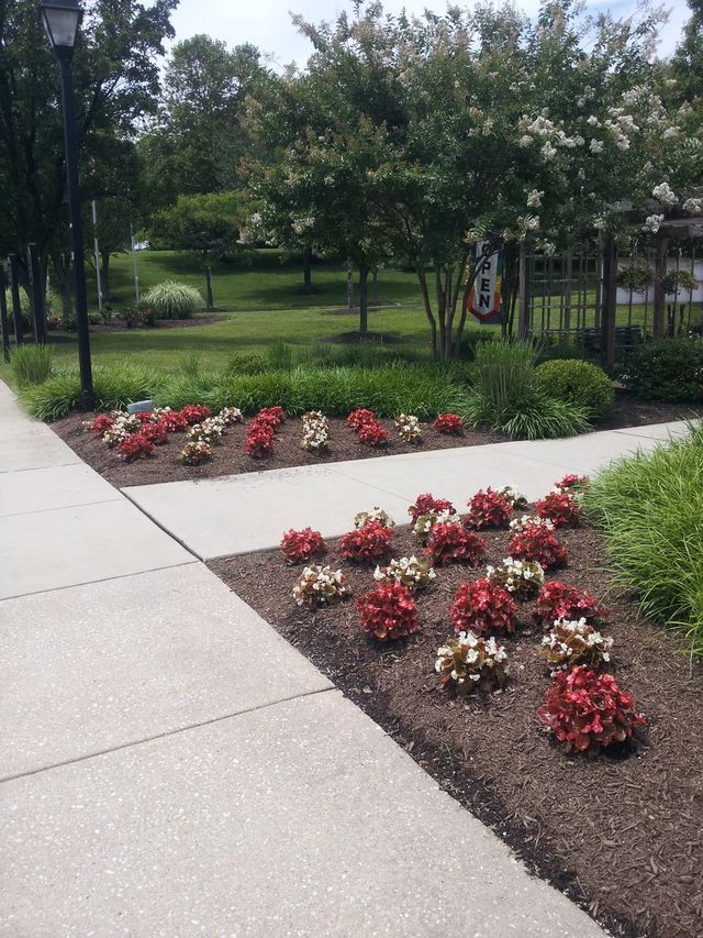 Flower beds with red and white flowers next to a sidewalk. Green trees and grass in the background.