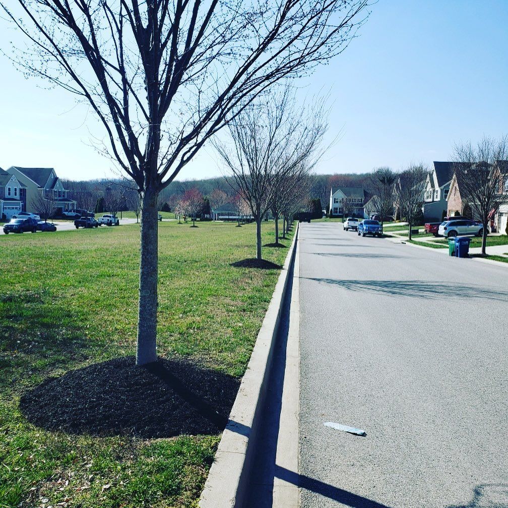 Street with bare trees, green grass, and houses under a bright blue sky.