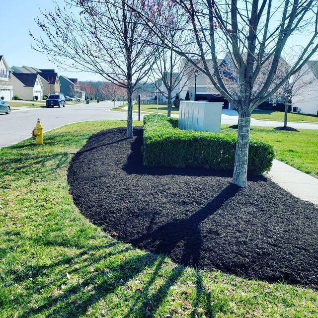 Lush black mulch borders a green lawn with trees, a neatly trimmed green hedge, and a sunny residential street.