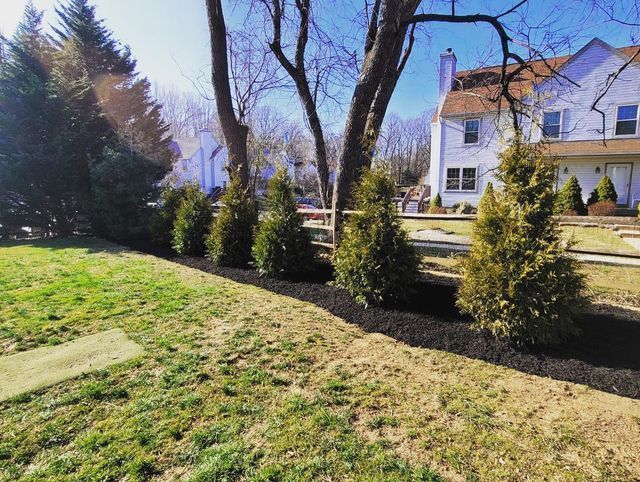 Row of evergreen trees with black mulch border, grassy yard, and two-story house in the background.