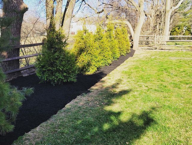 Green evergreen shrubs line a bed of black mulch in a sunny backyard, with a wooden fence and grassy lawn.