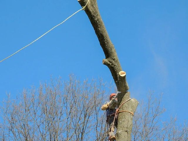 Arborist cuts a tree branch with a chainsaw, secured by ropes, blue sky background.