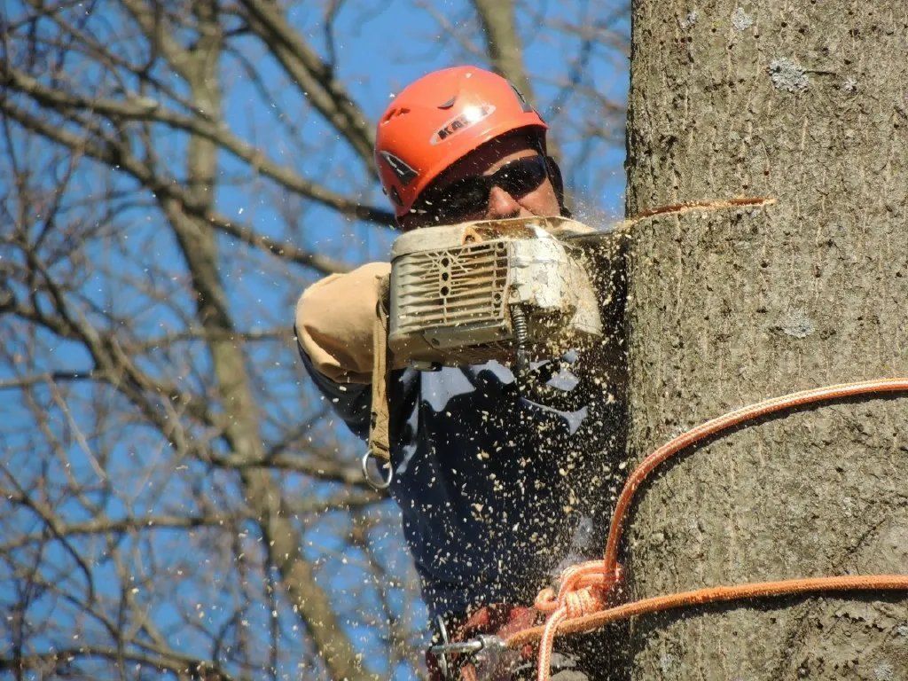 Arborist using a chainsaw to cut a tree branch, wearing a helmet and safety gear.