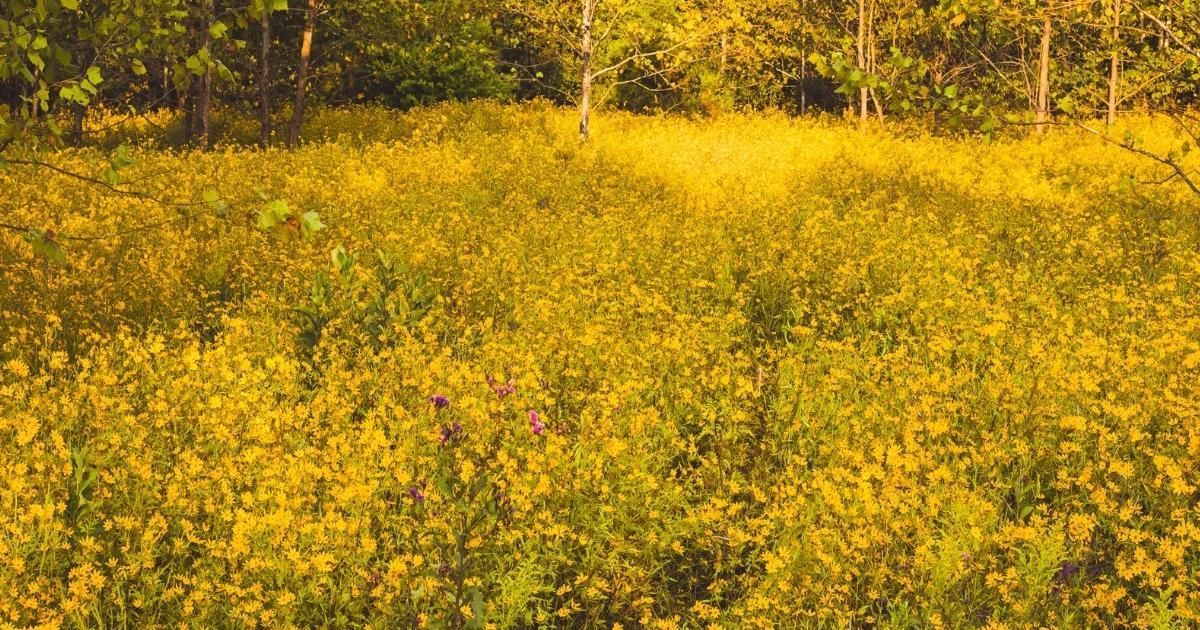 Yellow wildflowers in a field with trees in the background