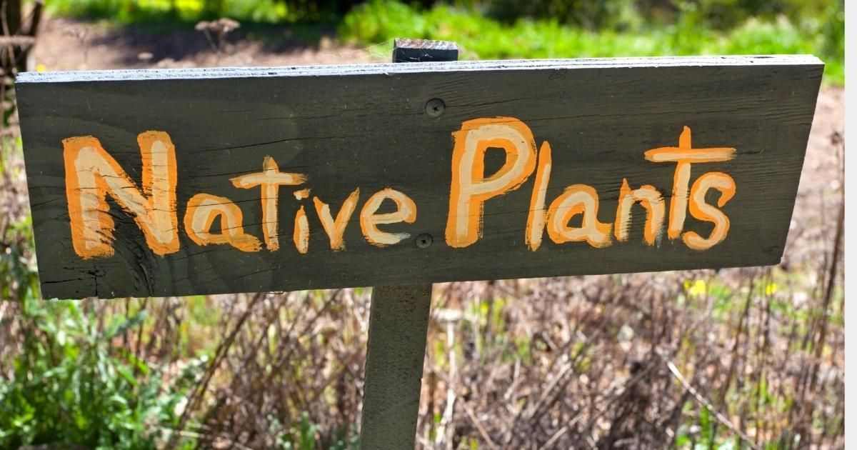 Wooden sign reading “Native Plants” in orange letters, set outdoors among greenery.