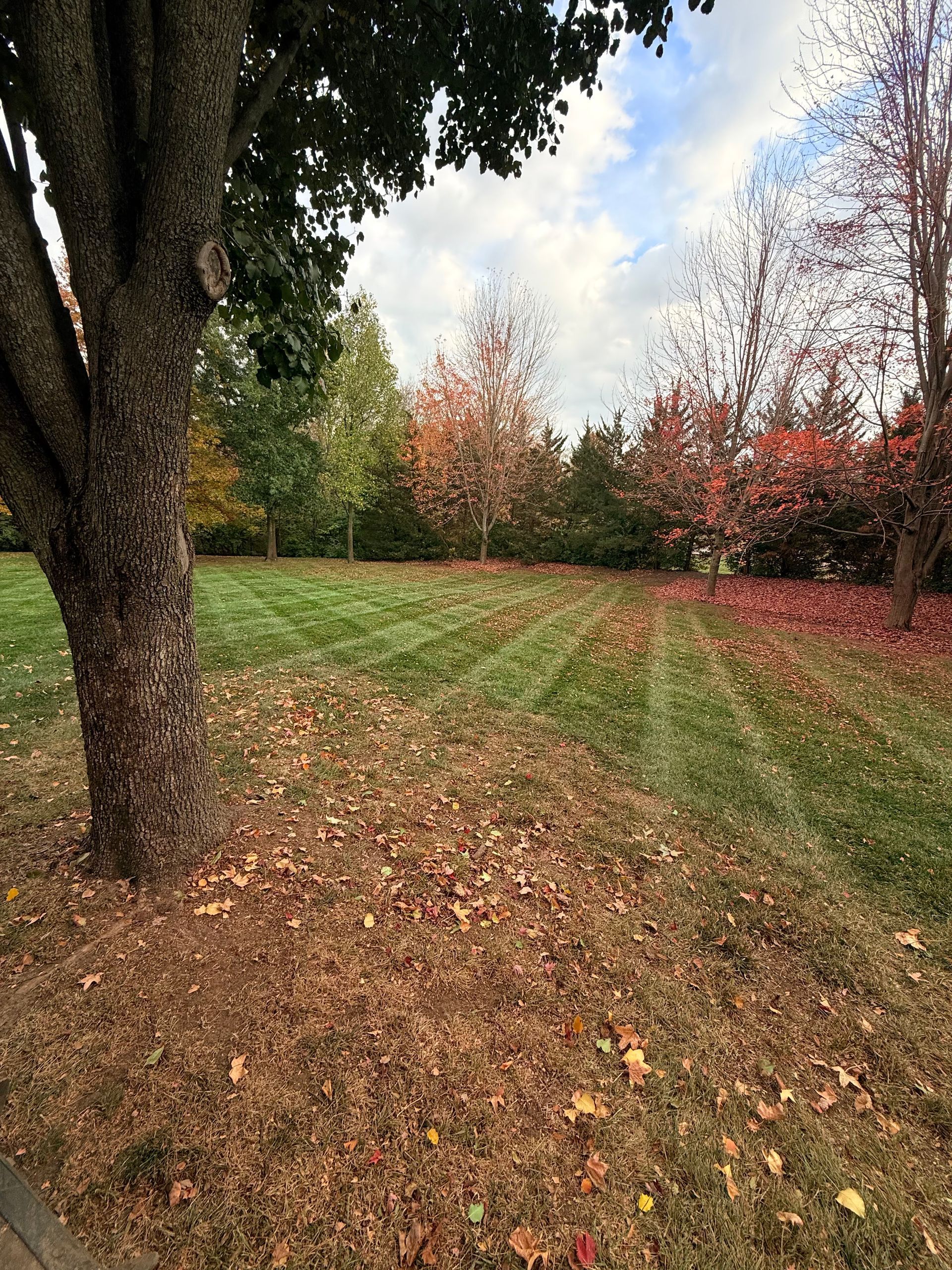 Lawn with fall foliage. Tree in foreground, striped green lawn, trees with red and orange leaves, cloudy sky.