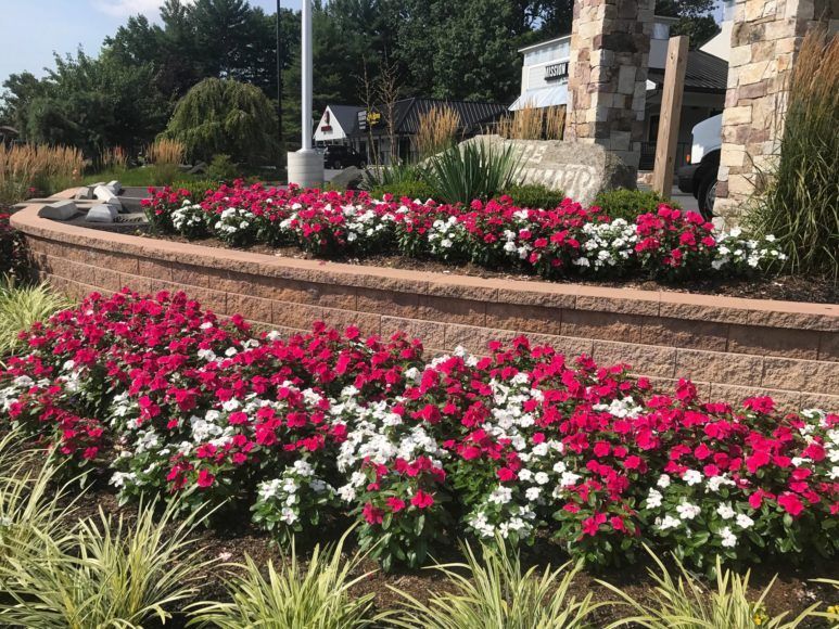 A landscaped stone retaining wall featuring vibrant rows of red and white flowers with ornamental grasses in the foreground.