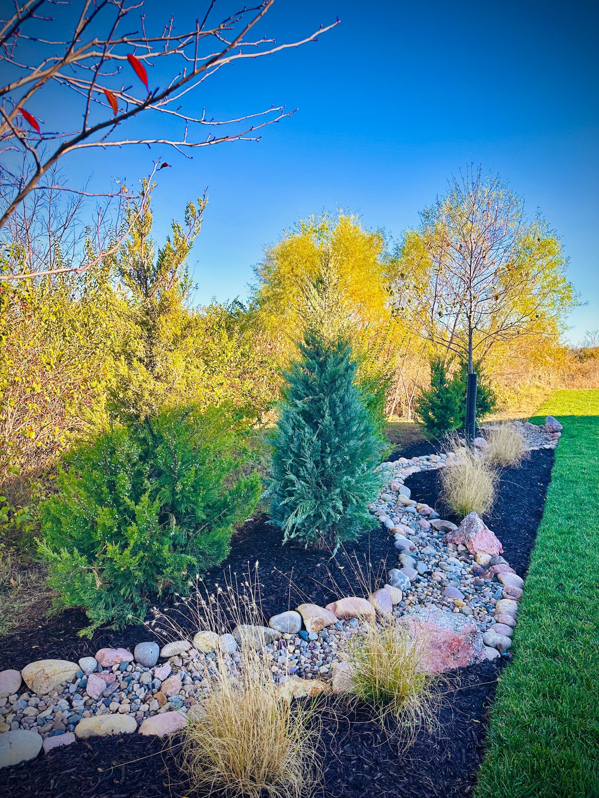 Garden bed with a dry creek bed, various green plants, black mulch, and blue sky.