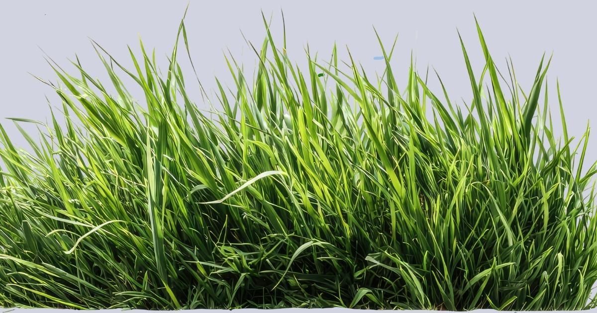 Dense green grass swaying against a pale sky