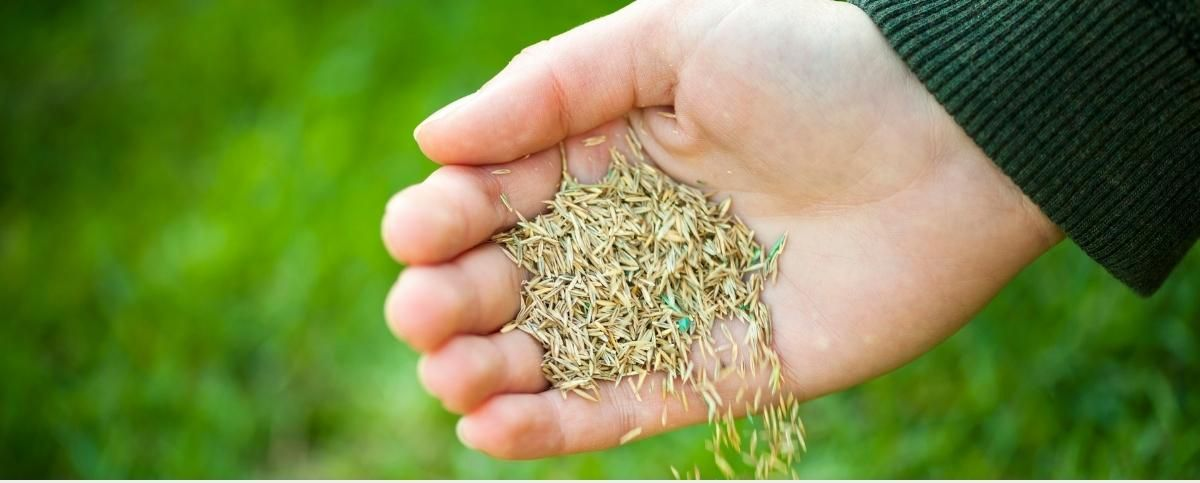 Hand holding handful of seeds over green grass background
