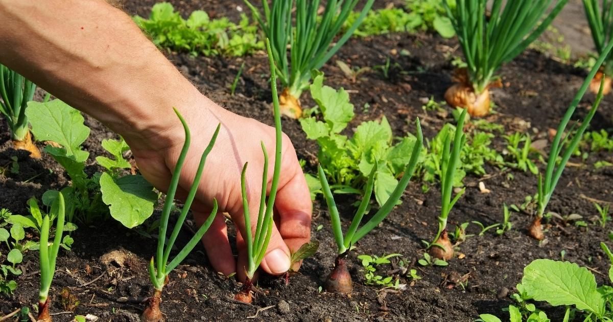 Hand tending to sprouting onions in garden bed.
