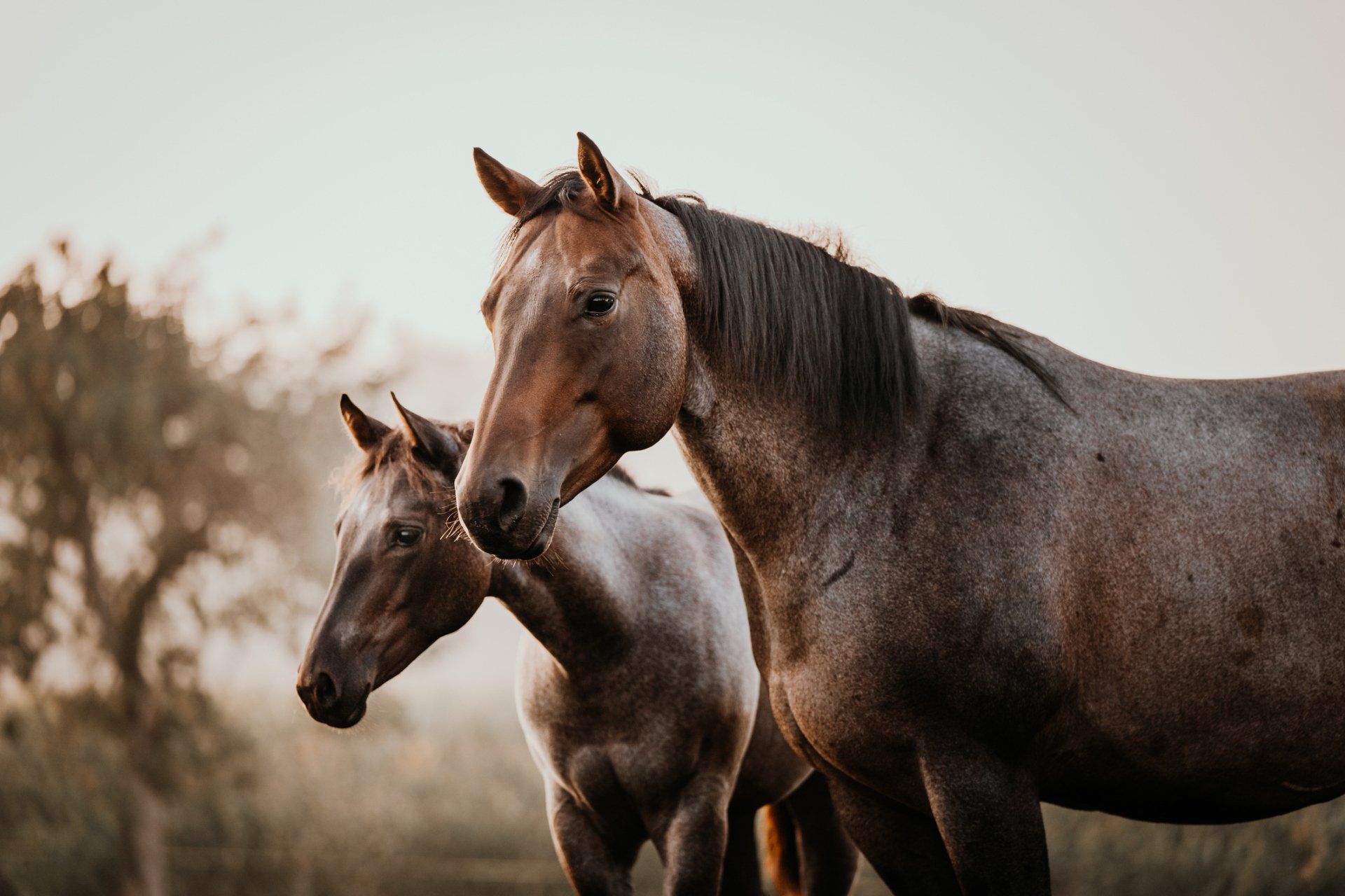 Two Horses At The Field - Lancaster, CA - Sav-On Fence Co. Two Horses At The Field - Lancaster, CA - Sav-On Fence Co.