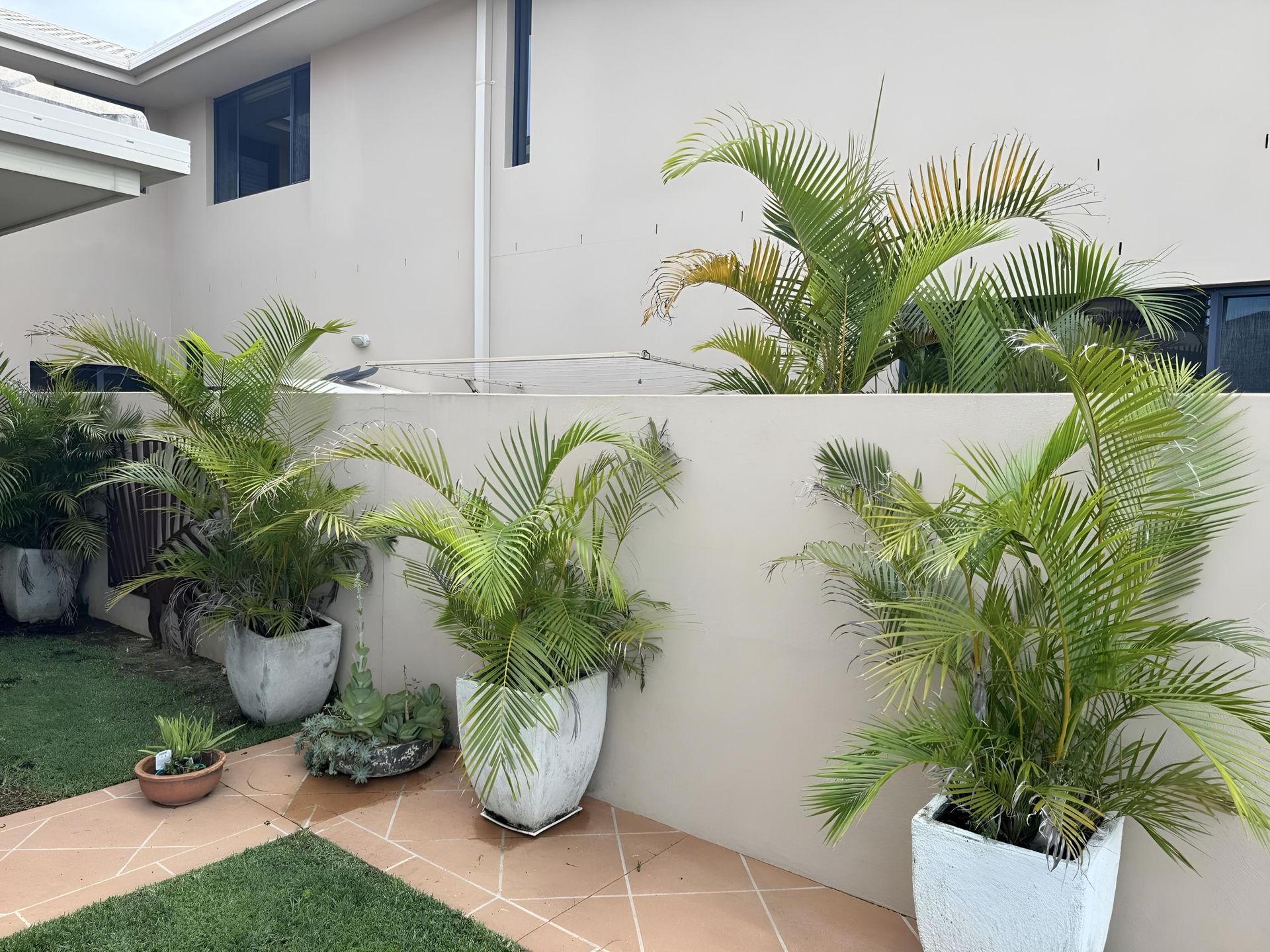 A row of potted plants sitting on a sidewalk in front of a house — Hastings Services in Port Macquarie, NSW