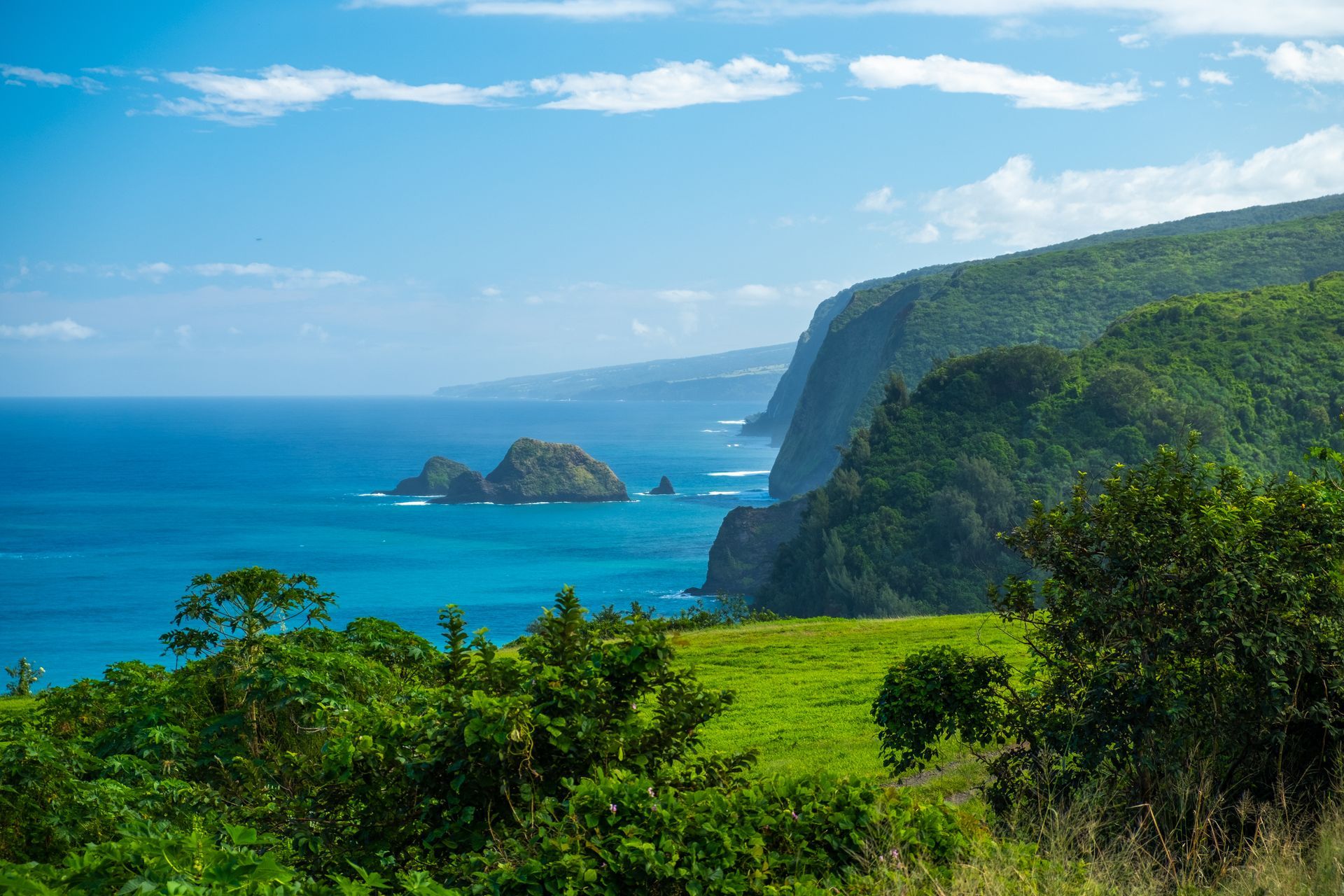 A view of a cliff overlooking the ocean with trees in the foreground.