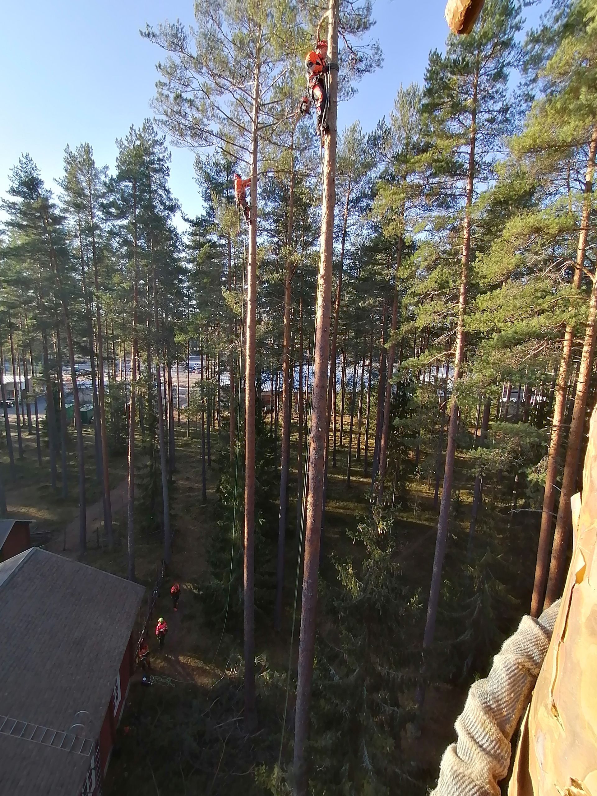Puunkaato Eurajoki