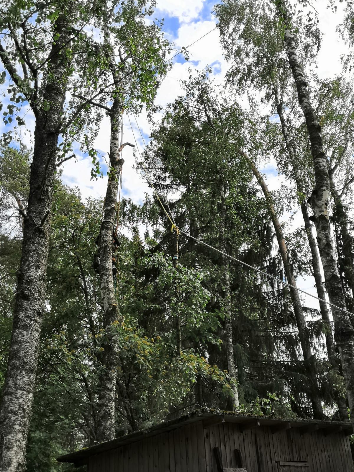 Puunkaato Luvia