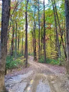 Dirt path winding through a quiet forest with tall trees and autumn foliage