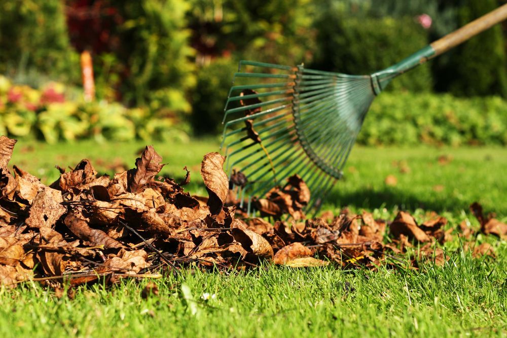 Pile of Fallen Leaves