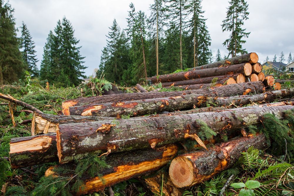 Cut Trees