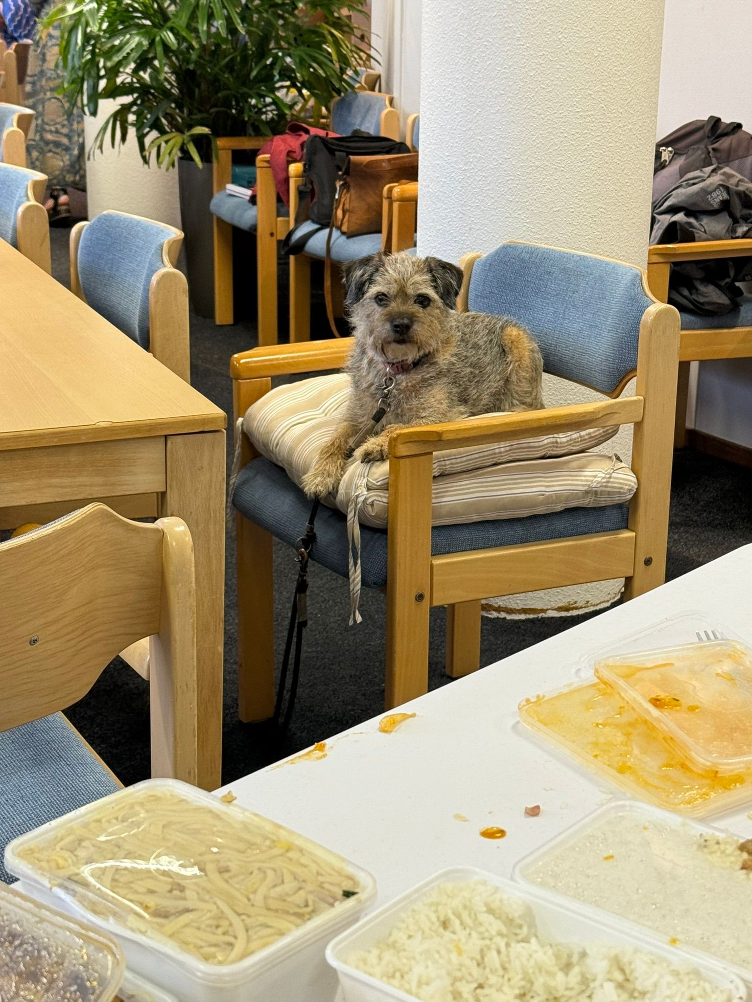 Een hond zit op kussens in een stoel in een kamer met een tafel op de voorgrond.