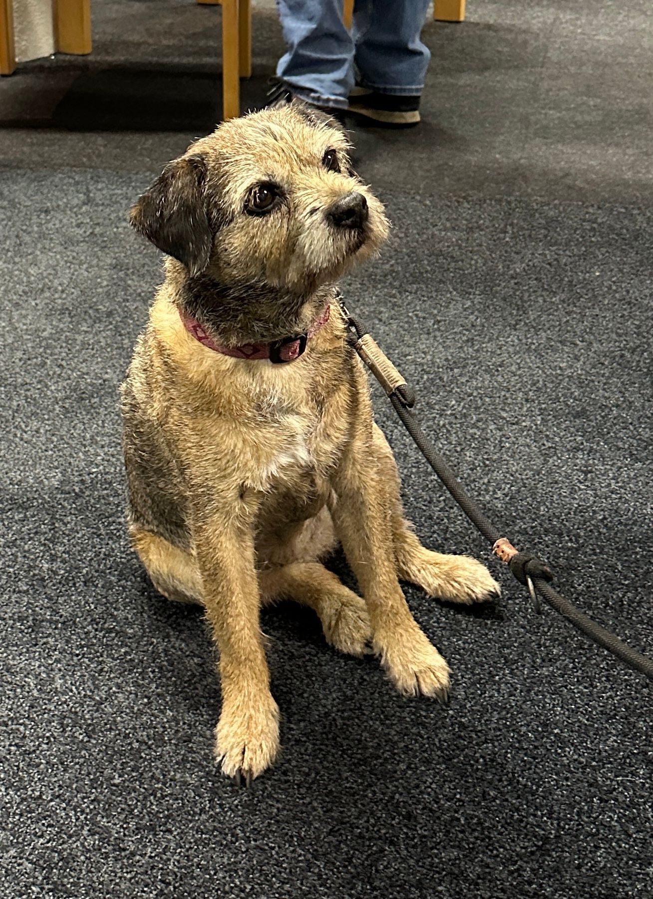 Een bruin-zwarte Border Terrier zit op een grijs tapijt, kijkt omhoog en heeft een riem om.