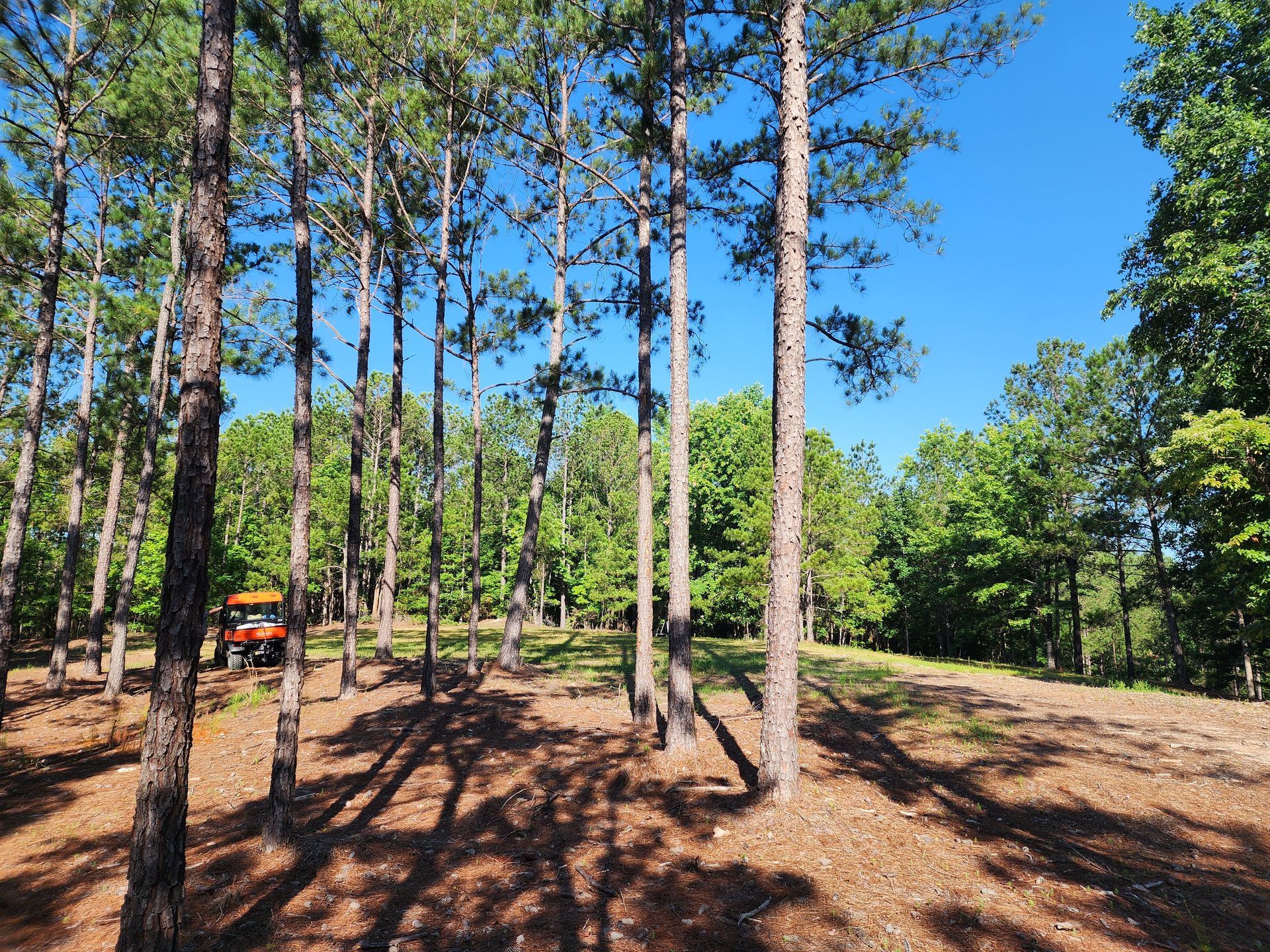 Pine forest clearing with tall trees, dirt ground, and bright blue sky.